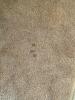 American Rug Craftsmen Congressional Style Handcraft Rug - 4