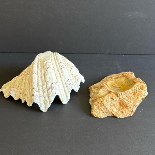 Natural Clam Shell and Decorative Stone Dish
