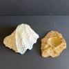 Natural Clam Shell and Decorative Stone Dish - 2