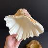 Natural Clam Shell and Decorative Stone Dish - 3