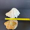 Natural Clam Shell and Decorative Stone Dish - 5
