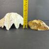 Natural Clam Shell and Decorative Stone Dish - 6