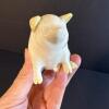 Belleek Ireland Porcelain Pig Figurine - 2
