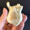 Belleek Ireland Porcelain Pig Figurine - 5