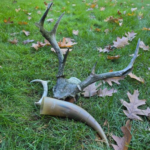 Antler Skull Plate, Shed Antler & Polished Drinking Horn