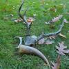 Antler Skull Plate, Shed Antler & Polished Drinking Horn