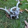 Antler Skull Plate, Shed Antler & Polished Drinking Horn - 2