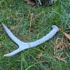 Antler Skull Plate, Shed Antler & Polished Drinking Horn - 3