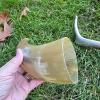 Antler Skull Plate, Shed Antler & Polished Drinking Horn - 4