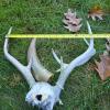 Antler Skull Plate, Shed Antler & Polished Drinking Horn - 6