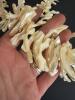 Carved Mother of Pearl Pins, Necklace and More - 3