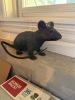 Novelty Rubber Rat Toy