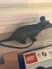Novelty Rubber Rat Toy - 2